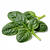 Fresh baby spinach leaves