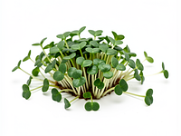 Microgreens (for decoration)