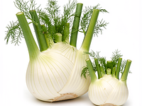 Koper włoski (bulwa fenkułu)