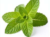 Listki mięty (do dekoracji)