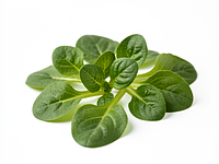 Lamb's lettuce (mâche)