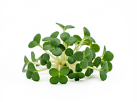 Microgreens / sprouts (optional)