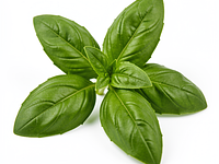 Fresh basil (leaves)