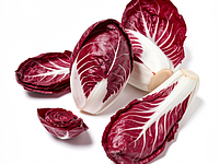 Radicchio (czerwona cykoria)