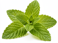 Lemon balm (leaves)