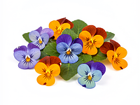 Kwiaty jadalne (np. fiołki, nagietek)