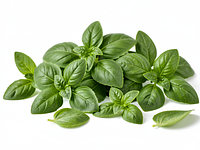Basil leaves