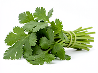 Fresh coriander (bunch)