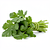 Fresh coriander (bunch)