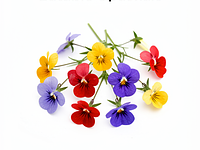 Edible flowers (optional)