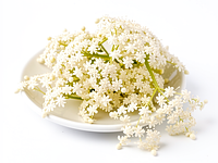 Syrop z kwiatów bzu (elderflower)