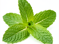 Fresh mint leaves
