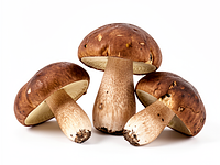 Świeże grzyby leśne (np. podgrzybki/borowiki)