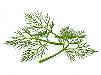 Fresh dill (for decoration) - optional