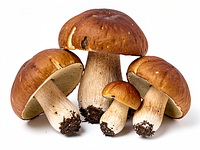 Fresh porcini mushrooms or a mix of wild mushrooms