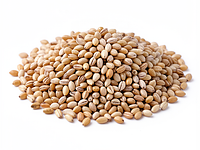 Barley groats (dry)