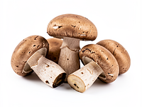 Fresh forest mushrooms (optional)