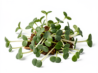 Microgreens (mixed sprouts)