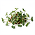 Microgreens (mixed sprouts)