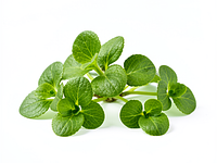 Watercress
