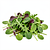 Salad mix (e.g. arugula, baby spinach, lamb's lettuce)