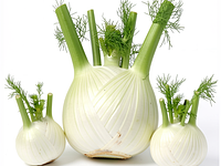 Fennel bulb