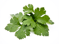 Fresh cilantro (for decoration)