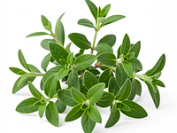 Fresh thyme (leaves)