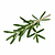 Fresh rosemary sprig (optional)