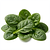 Młody szpinak (baby spinach)