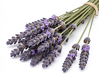 Suszona lawenda