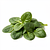 Baby spinach