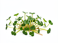 Mikroliście / kiełki