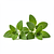 Fresh oregano (optional)