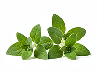 Fresh oregano (optional)