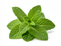 Mint sprig