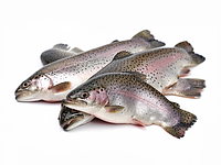Filet z pstrąga (ze skórą)