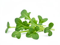 Mikrozielenina (rukola/microgreens)