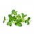 Microgreens (arugula/microgreens)