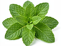 Mint leaves