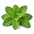 Mint leaves