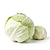 Fresh white cabbage