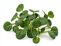 Mizuna / baby spinach