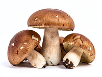 Świeże grzyby leśne (np. podgrzybki, prawdziwki)