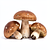 Fresh forest mushrooms (e.g. boletus, porcini)