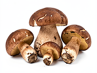 Świeże borowiki lub podgrzybki