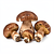 Fresh porcini or bay boletes