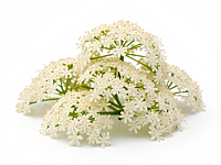 Elderflower syrup