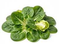 Salad mix (lamb's lettuce and butter lettuce)