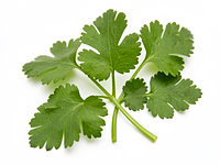 Świeża kolendra (opcjonalnie)